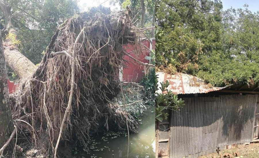চৌদ্দগ্রামে ঘুর্ণিঝড় মিধিলির আঘাতে খাদ্য গুদামের গাছ পড়ে অসহায় একটি পরিবারের ব্যাপক  ক্ষতি