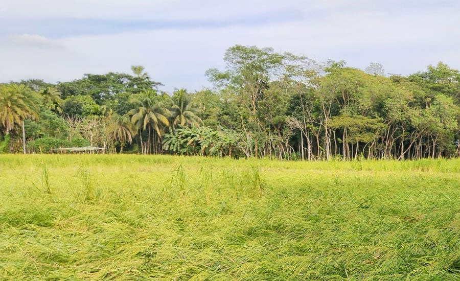 ঘূর্ণিঝড় মিধিলির প্রভাবে রাজাপুরে আমন ধানের ব্যাপক ক্ষতি