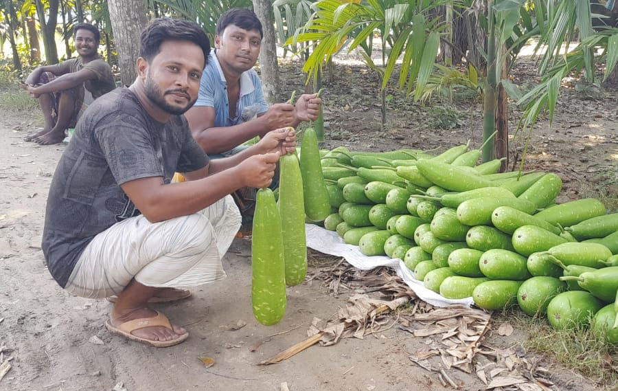 নাটোরে বালাইনাশক মুক্ত লাউ চাষ করে প্রশংসায় ভাসছে ৩ বন্ধু