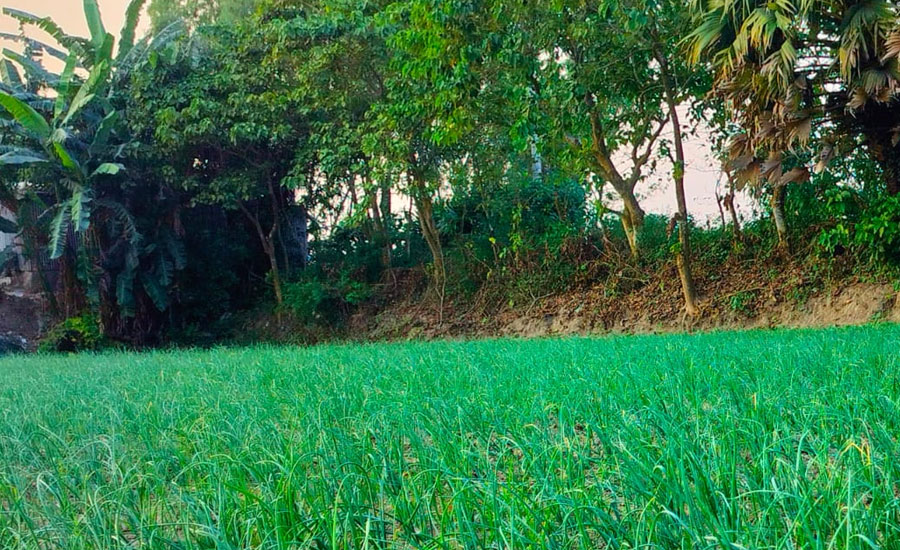 মানিকগঞ্জে শীত কালীন সবজি চাষে ব্যাস্ত সময় পাড় করছেন কৃষকরা