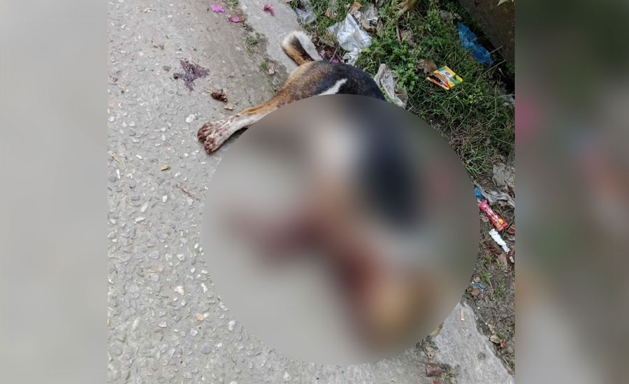 দোকানের পেছনেই কুকুর জবাই করছিলেন মাংস ব্যবসায়ী, অতঃপরins class=