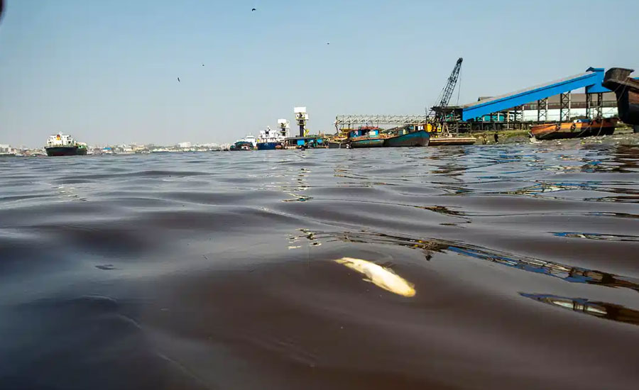 কর্ণফুলির স্রোতে ভাসছে হাজার হাজার মরা মাছ, দায় নেবে কে?