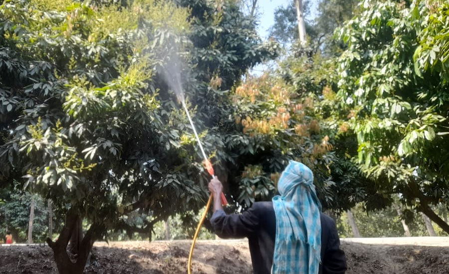 মুকুলে ভরা লিচুর রাজ্য বিরল, মধুমাসের আগমনি বার্তা 