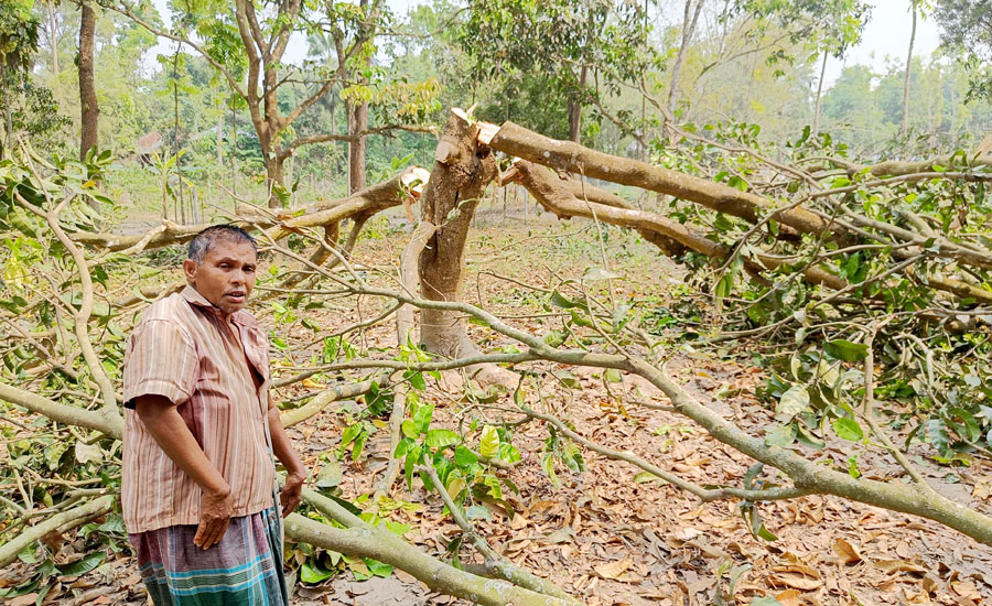 বাগমারায় প্রতিবন্ধীর আম বাগান কেটে সাবাড়