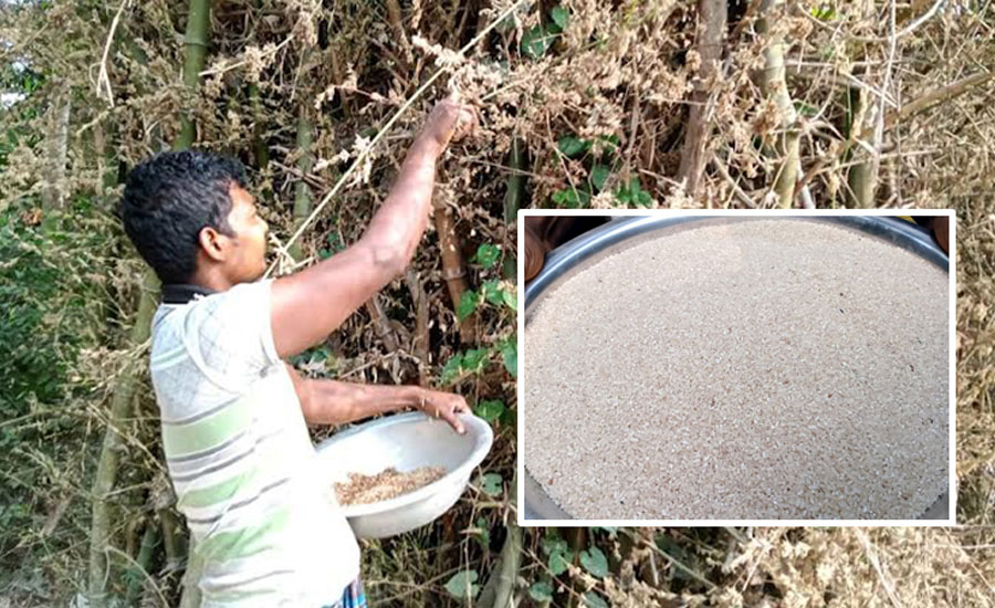 বাঁশের ফুল থেকে চাল উৎপাদন, এলাকায় চাঞ্চল্য