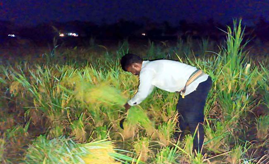 শরীয়তপুরে দিনে তীব্র তাপদাহের কারনে রাতে ধান কাটছে কৃষক
