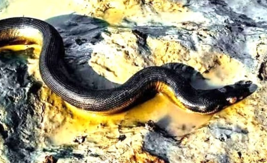 হাতিয়ায় সৈকতে দেখা মিলল বিরল প্রজাতির সাপ