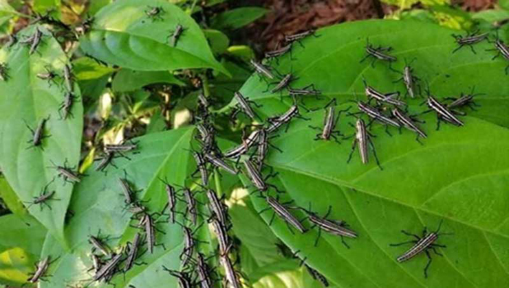 টেকনাফের পোকাগুলো পঙ্গপাল নয় : কৃষি মন্ত্রণালয়