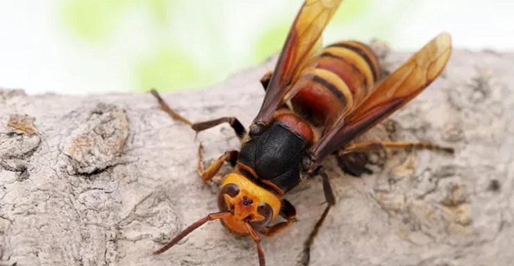 যুক্তরাষ্ট্রে প্রথমবার এশিয়ার ‘খুনে ভিমরুল’র সন্ধান