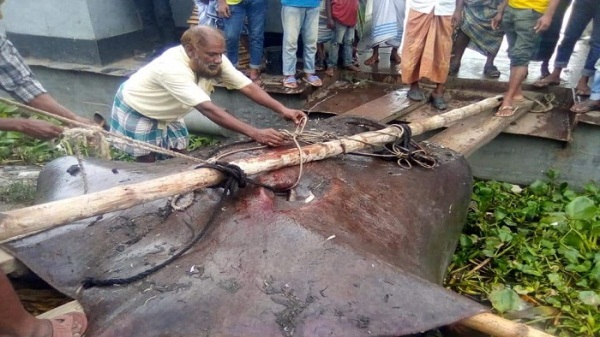 মেঘনায় জালে ধরা পড়ল ১০ মণ ওজনের হাউশ মাছ