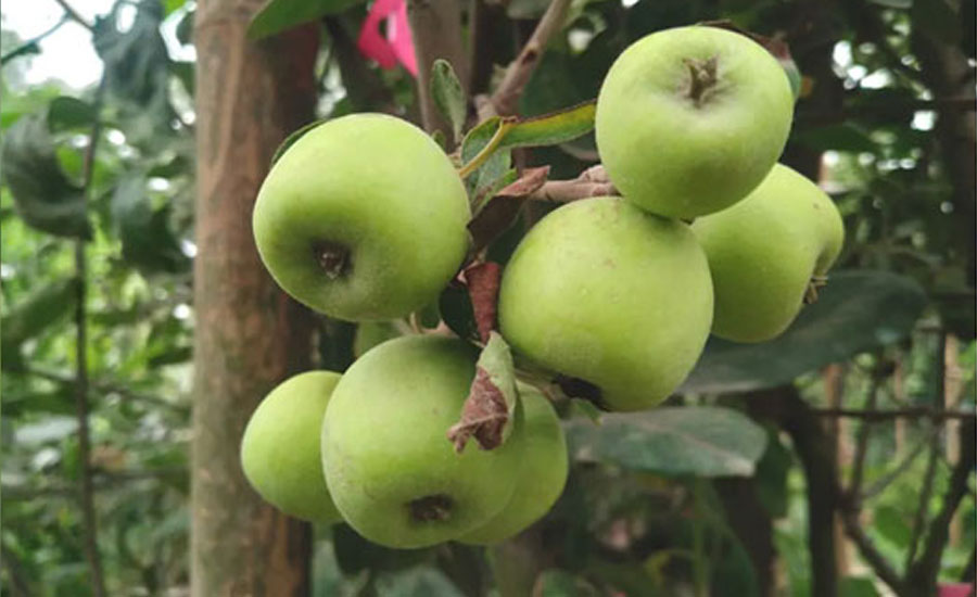 আপেল বাগান দেখতে প্রতিদিন শত শত মানুষের ভিড়