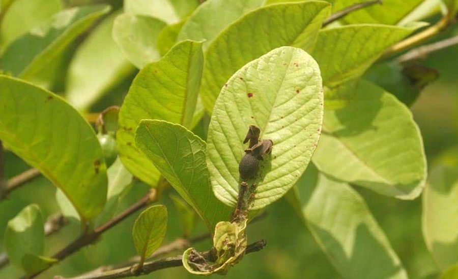 তীব্র খরায় পুড়ছে পেয়ারা চাষিদের স্বপ্ন!