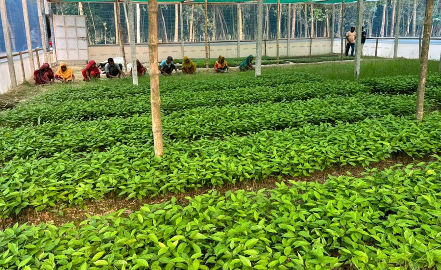 উত্তরাঞ্চলের ১১ হাজার কৃষককে প্রশিক্ষণে সহায়তা দেবে স্ট্যান্ডার্ড চার্টার্ড-টিএমএসএস