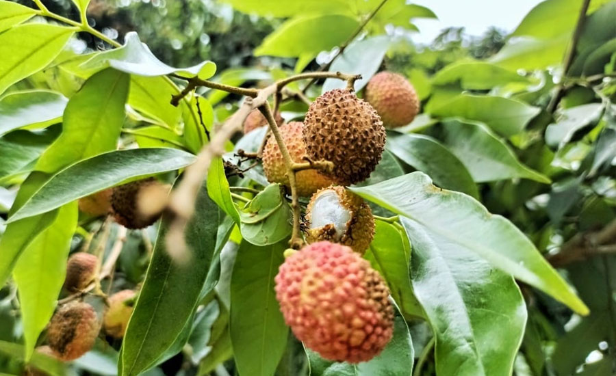 তীব্র তাপপ্রবাহে লিচুর সর্বনাশ!