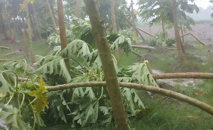 চুয়াডাঙ্গায় রেমালের আঘাতে কৃষি ফসল গাছপালার ক্ষতি 