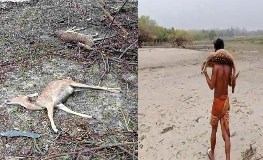 সুন্দরবনে দুদিনে ২৬ হরিণের মৃতদেহ উদ্ধার