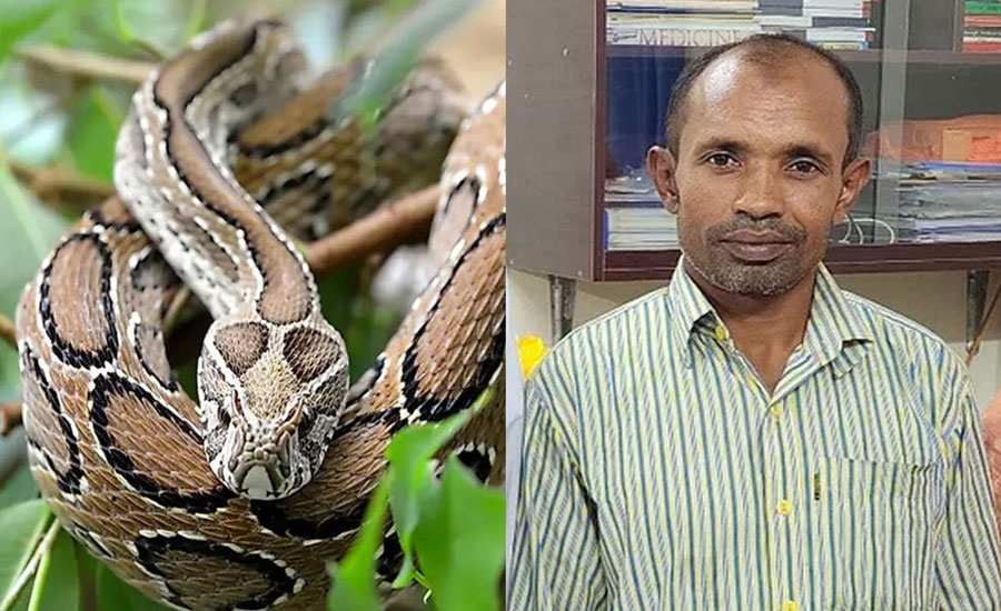 রাসেলস ভাইপার কামড় দিয়েছিল গালে, এখন পুরোপুরি সুস্থ হেফাজুল