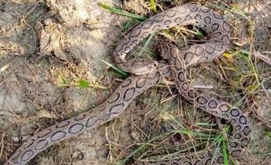 ম‌হেশপু‌রে দু'দিনে ধরা পড়েছে  ৩টি  রাসেলস ভাইপার সাপ 