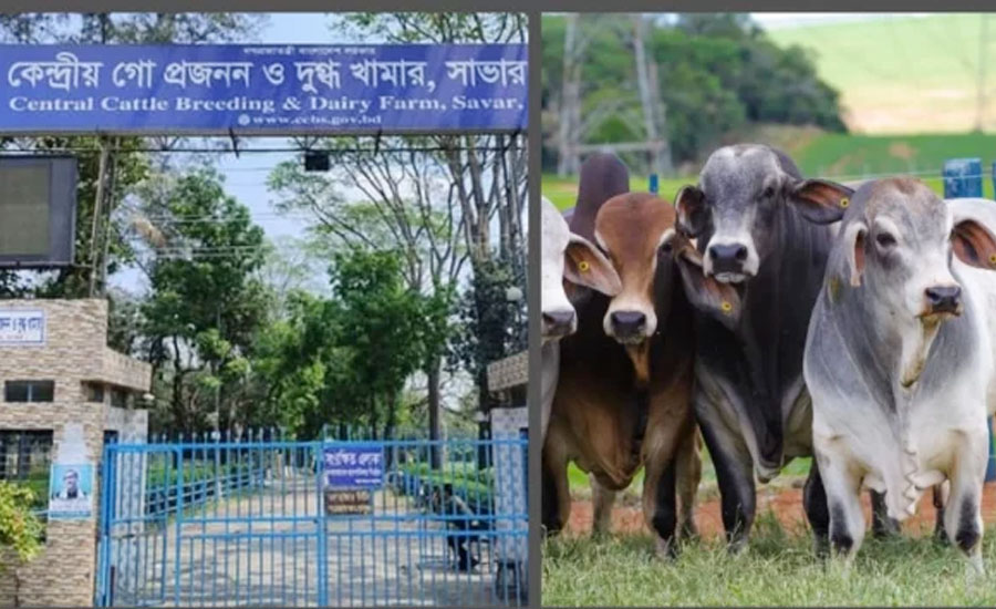 সরকারি ডেইরি ফার্মে মিললো ১২ নিষিদ্ধ গরু