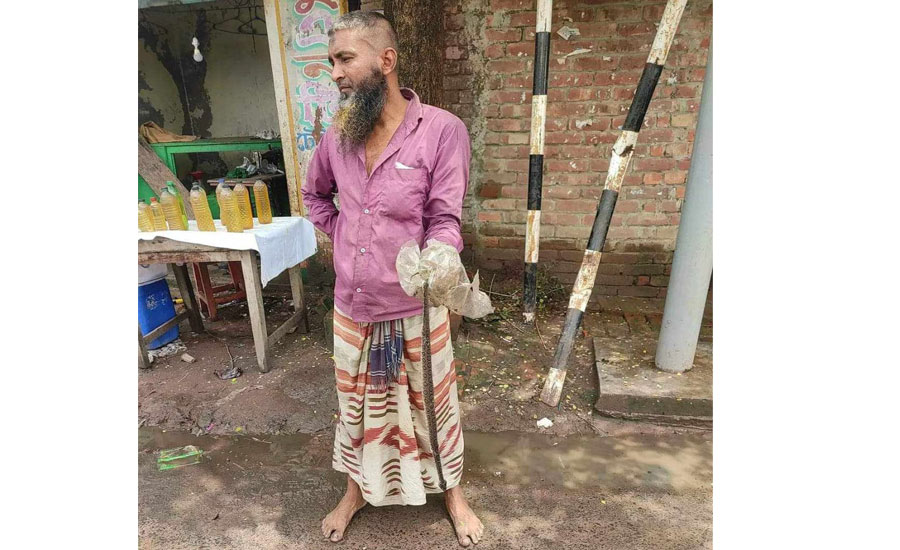 গোমস্তাপুরে রাসেলস ভাইপার সাপ  আতঙ্কে এলাকাবাসী