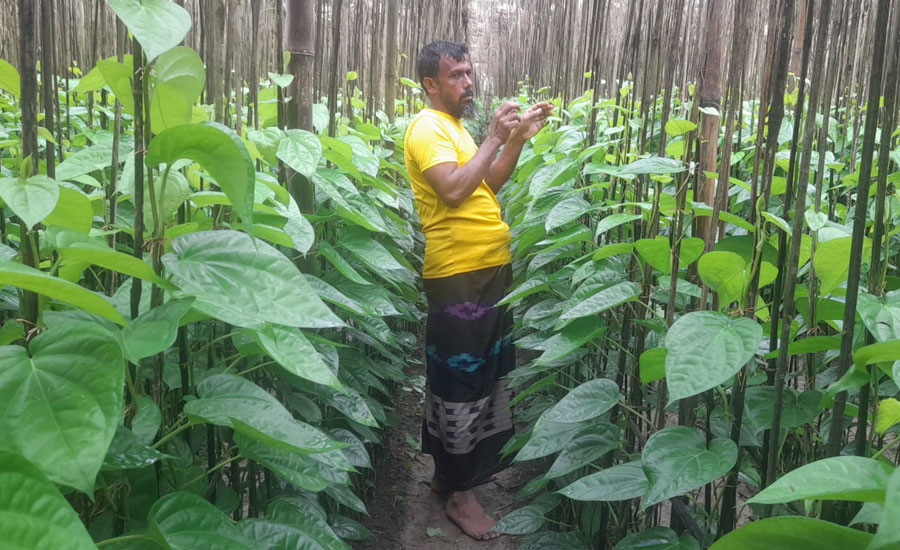 পান চাষে ভাগ্য বদল, মাসে বিক্রি ৫ লক্ষ টাকা
