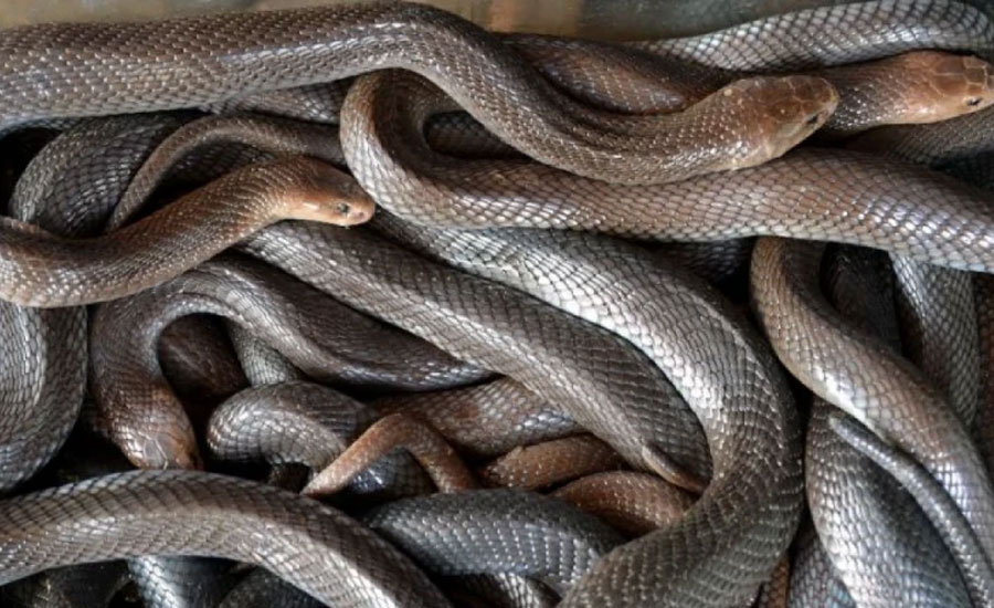 ১০৪টি জীবন্ত সাপ প্যান্টের ভেতরে নিয়ে পাচারের চেষ্টা