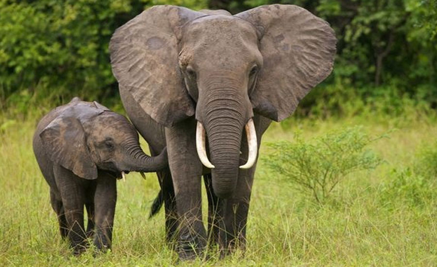 পৃথিবী থেকে বিলুপ্ত হয়ে যাচ্ছে দৈত্যাকার তৃণভোজী প্রাণী, কারণ জানেন কী