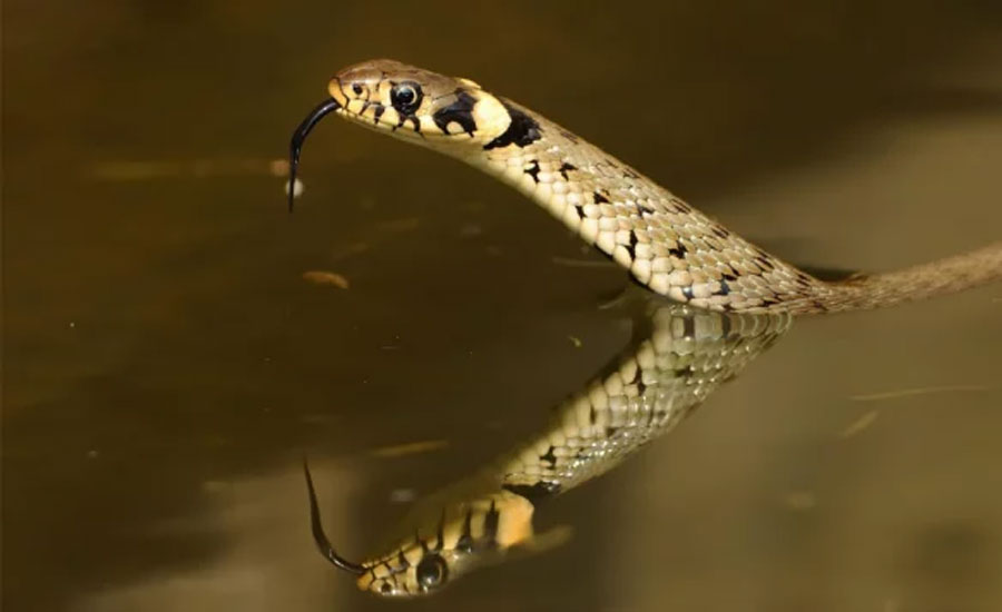 প্রতি শনিবার সাপের কামড় খাচ্ছেন তরুণ, চিকিৎসকরাও অবাক
