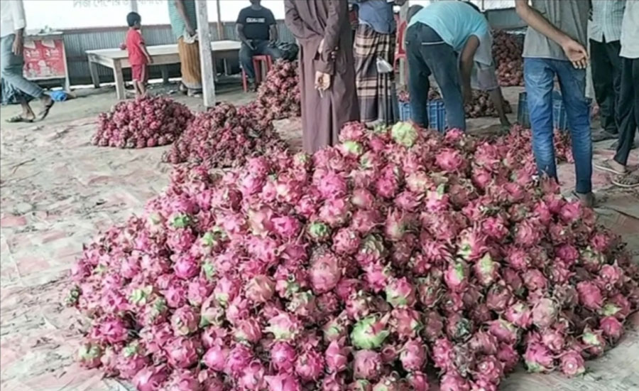 মহেশপু‌রে ড্রাগন উৎপাদ‌নে আশার আ‌লো দেখ‌ছে চাষীরা, টা‌র্গেট দুইশ কোটি টাকার বাজার