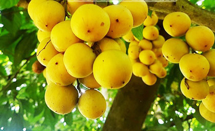 কেন খাবেন লটকন?