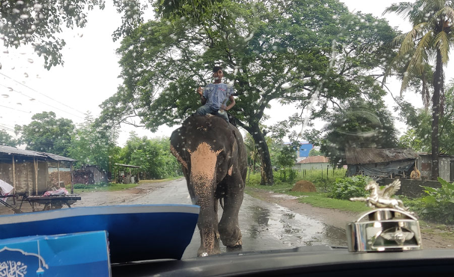 জীবননগরে হাতি দিয়ে চাঁদাবাজি, অতিষ্ট পথচারীরা
