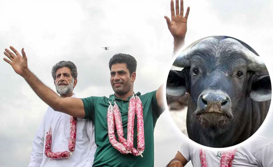 জামাই অলিম্পিকে সোনা জেতায় মহিষ উপহার দিচ্ছেন শ্বশুর