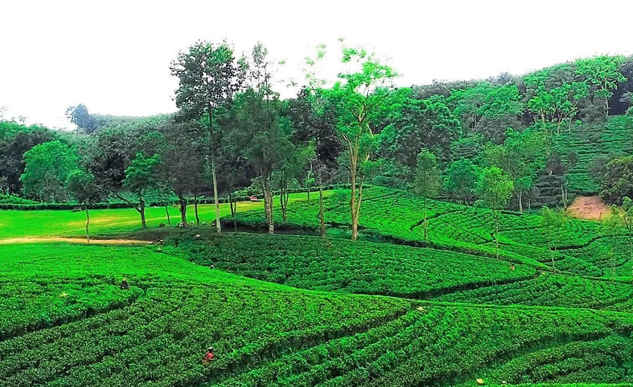 চলমান অস্থিতিশীলতায় পর্যটকশূন্য চায়ের রাজধানী