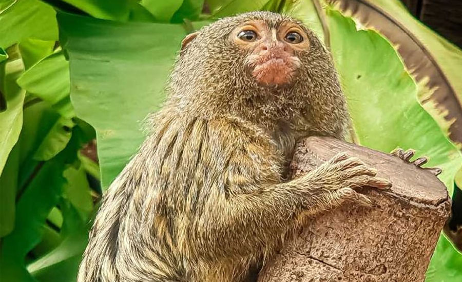 মানুষের মতো বানরও একে অন্যের নাম ধরে ডাকে!