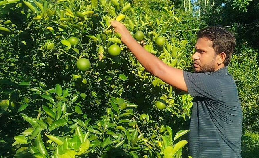 দুর্গাপুরে মাল্টা চাষে সফলতা পেয়েছেন আলাল উদ্দিন