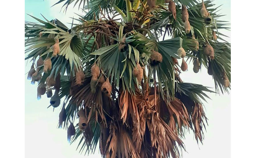 দেখা মিল্ল বিলুপ্ত প্রায় বুননশিল্পী বাবুই পাখির বাসা