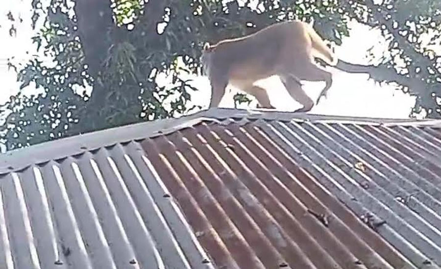 লালমনিরহাট শহরে দেখা মিললো ভ্রাম্যমাণ বানরের