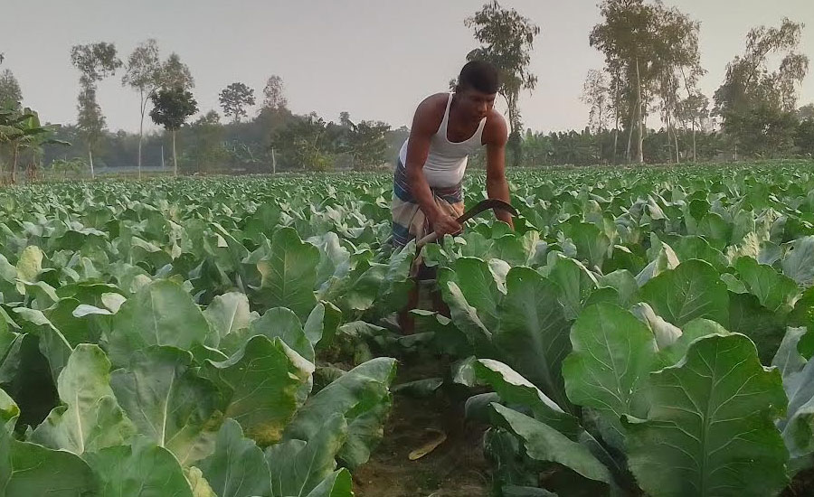 ফুলকপি চাষে ঝুঁকছেন শিবগঞ্জের কৃষকরা