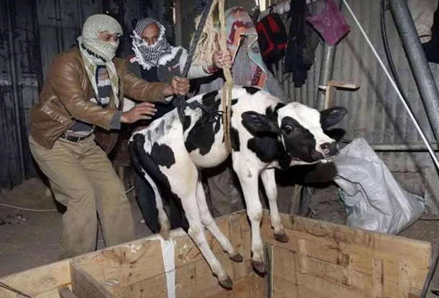 আত্রাইয়ে গোয়াল ঘর থেকে ৫টি গরু-ছাগল চুরি