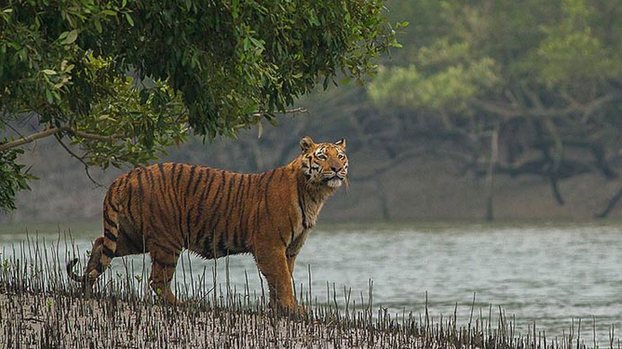 শীতে দেশের মধ্যেই ঘুরুন সেরা ১০ স্পটে