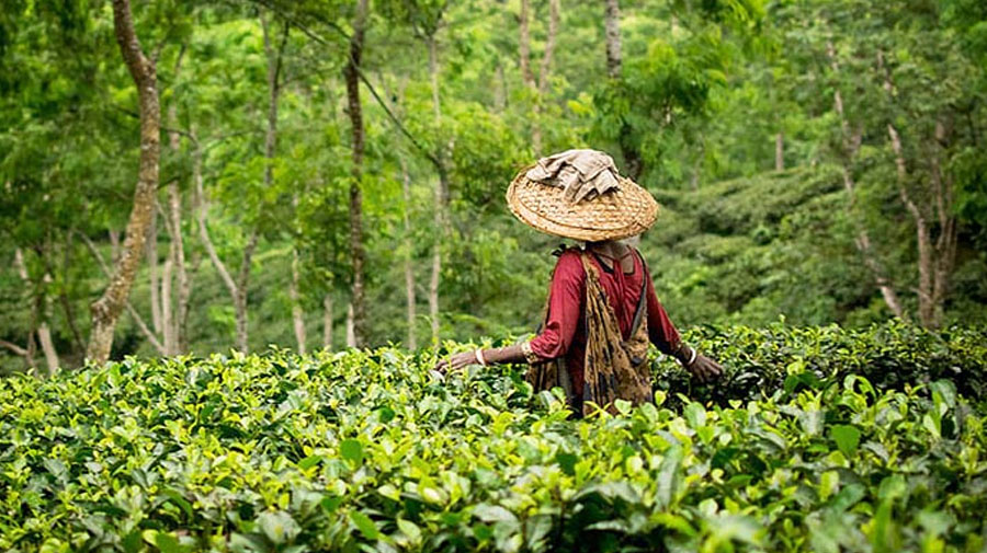 শীতে দেশের মধ্যেই ঘুরুন সেরা ১০ স্পটে