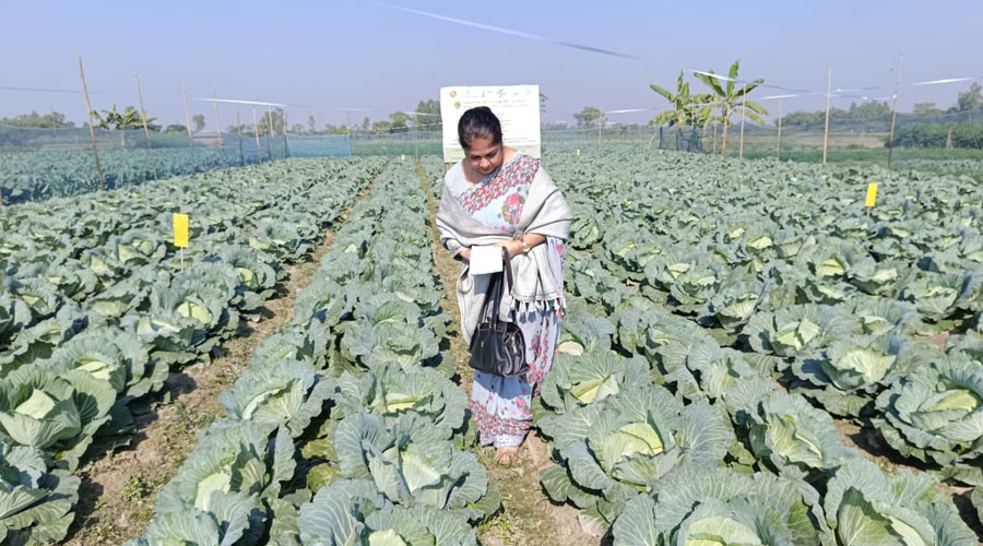 গ্যাপের মাধ্যমে দেশের বাজারে এলো প্রথম কৃষিপণ্য