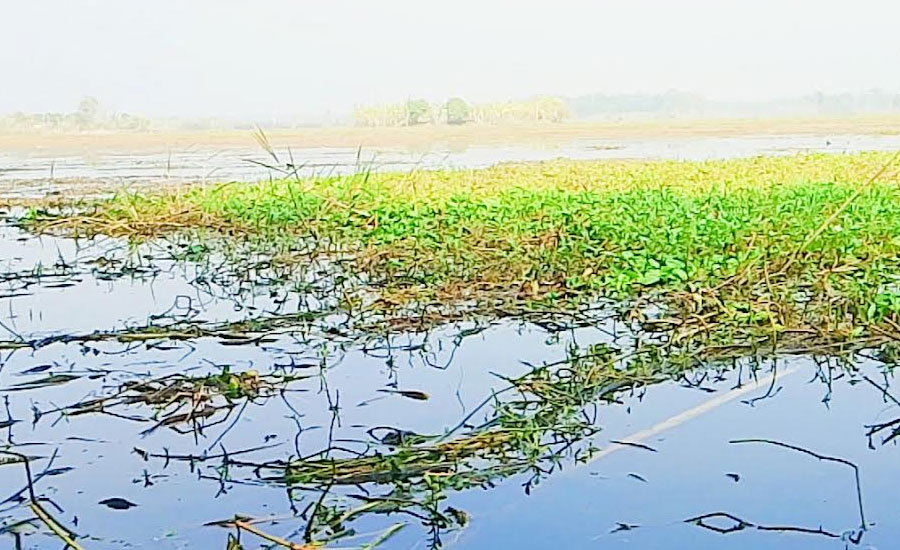 অভয়নগরে ৮ বীলের ২ হাজার হেক্টর জমিতে হচ্ছে না  বোরো আবাদ, হতাশায় কৃষক