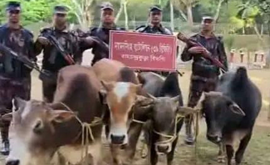 শেরপুর নালিতাবাড়ী সীমান্তে থেকে ভারতীয় চোরাই পথে আনা ৪টি গরু জব্দ