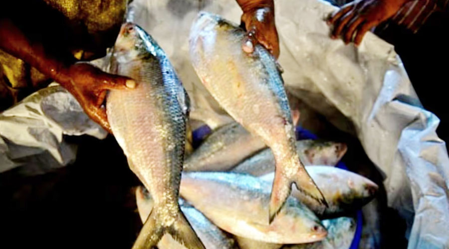 রোববার থেকে ৬০০ টাকা কেজি দরে ইলিশ বেচবে সরকার, পাবেন যেখানে