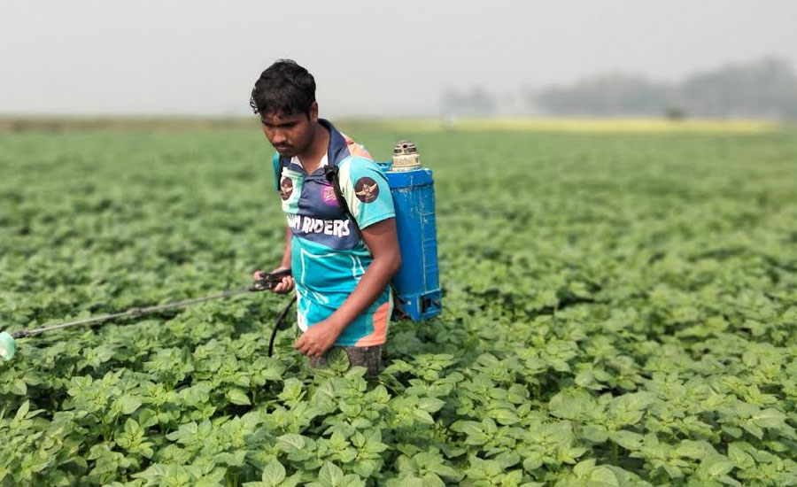 বগুড়ায় আলুর বাম্পার ফলনের আশায় ক্ষেত পরিচর্যায় ব্যস্ত কৃষকেরা