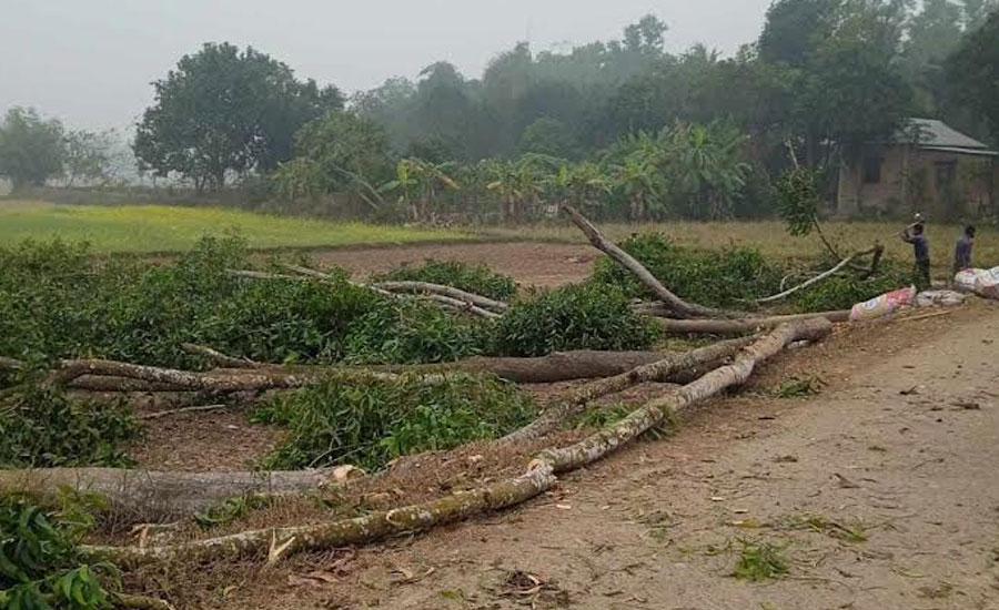 মাধবপুরে সরকারি গাছ কেটে নিয়ে গেলেন স্থানীয় প্রভাবশালী ব্যাক্তি 