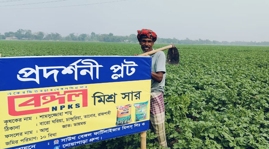 বেঙ্গল মিশ্র সারে আলু চাষে বাম্পার ফলনের সম্ভাবণা 