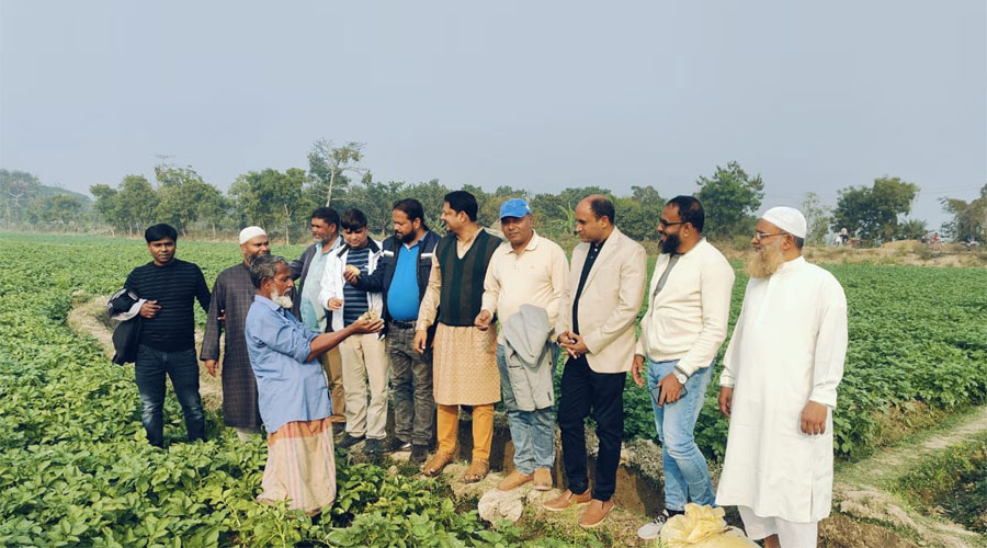 রাজশাহীতে বিএডিসি'র বীজে আলুর বাম্পার ফলনের সম্ভাবণা 