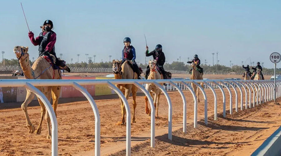 সৌদি আরবে উট দৌড়ের প্রতিযোগিতায় বেড়েছে নারীদের অংশগ্রহণ